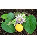 10 Sweet Granadilla Yellow Passion Passiflora Ligularis Vine Heirloom Seeds - €11,93 EUR