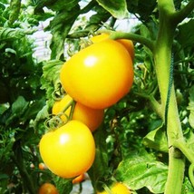 US Seller Peach Tomato Seeds Fast Shipping - $11.48