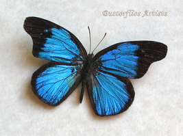Metallic Blue Epitola Posthumus RARE Real Butterfly Framed Entomology Sh... - $89.99