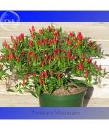 Heirloom Thai Sun Hot Pepper Capsicum annuum Ornamental Chili Seeds 100 ... - £6.01 GBP