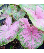 Fresh New Seeds 200 Pcs Bag Imported Caladium Plant Outdoor &amp; Indoor Per... - $20.10 CAD