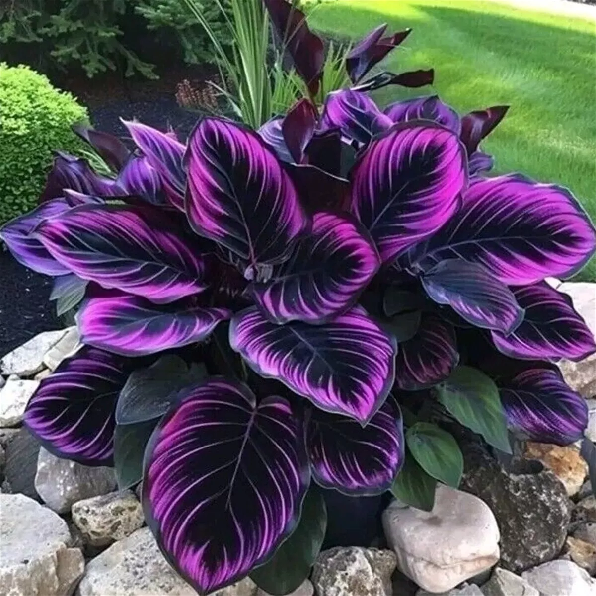 Beautiful Plant &#39;Purple Tip Calathea Couture&#39; Flower Indoor or Outdoor  - $15.45