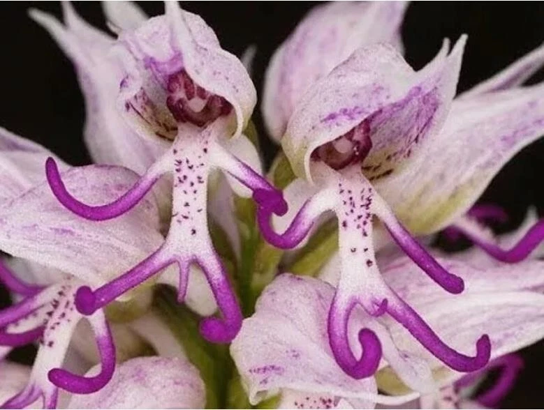  Italian man orchid seeds Orchids italica Poir. seeds 50pcs - $9.65 CAD