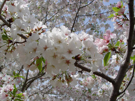 Snowgoose Flowering Cherry Tree - £6.25 GBP