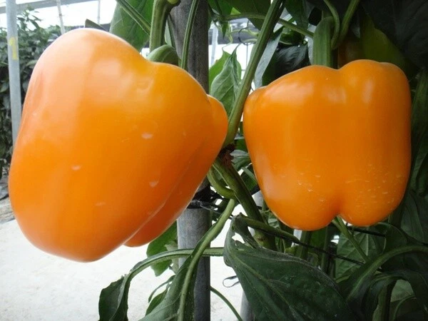 Pepper 100 Seeds Vibrant Greenhouse Consul Yellow - $161.33 MXN