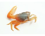 Artificial Soft Plastic Fiddler Crab Bait Lure 1-1/2&quot; Brown/Orange 16 Pack - $17.49
