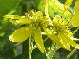 Thjar 250 Wingstem / Yellow Ironweed Verbesina Alternifolia Flower Seeds - £4.01 GBP