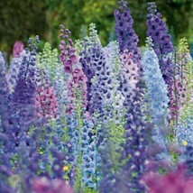 25 Giant Delphinium Magic Fountains Mix Flower Seeds Mix Perennial From US  - £6.58 GBP