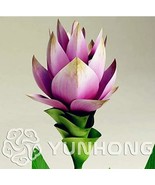 SL 100Pcs Curcuma Alismatifolia Bonsai Herb Plant Seeds - $7.49 CAD