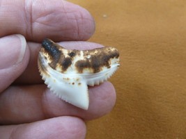 (s5-M) 1-3/16&quot; inch White TIGER SHARK torched TOOTH teeth made to order ... - £21.32 GBP