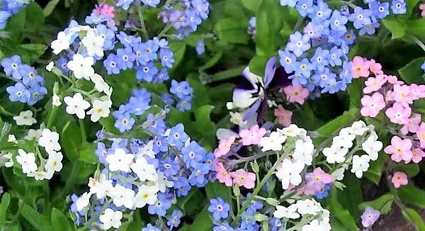 100 Mixed Forget Me Not Pink Blue White Mix Myosotis Alpestris Flower Seeds Gard - £6.56 GBP