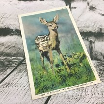 Vintage Postcard Deer Fawn Yellowstone National Park Collectible Travel Wildlife - £4.64 GBP