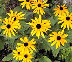Black Eyed Susan 200 Seeds Beautiful Vivid Bright Colorful Flowers - £4.68 GBP