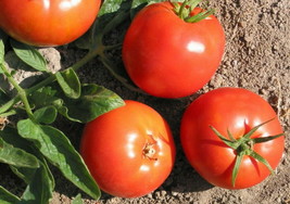 15 Pcs Bulgarian Druzba Tomato Seeds #MNHG - £11.77 GBP