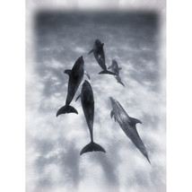 Atlantic Spotted Dolphins Poster Print by Carson Ganci - 12 x 16 - $38.81