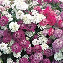 Grow In US Candytuft Dwarf Fairy Mix Seeds 50 Beautiful Pink Lavender White Flow - £7.21 GBP