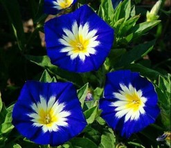 25 Blue Yellow Dwarf Morning Glory Seeds Flowers Garden Planting - £10.78 GBP