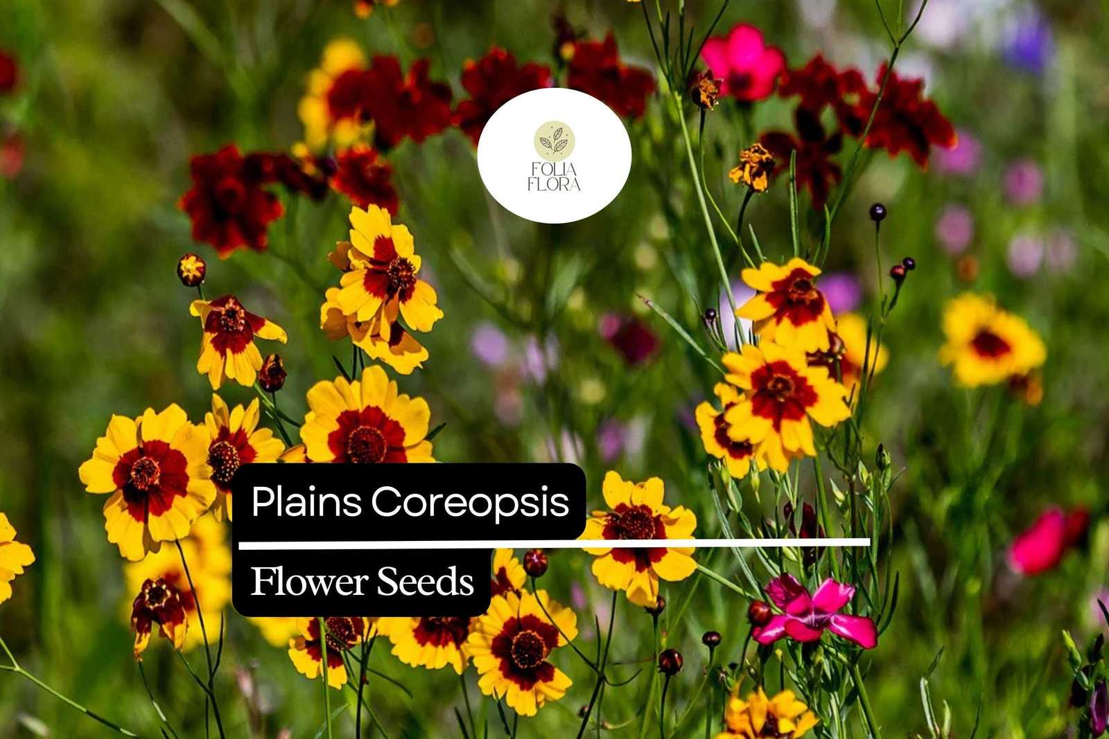 Plains Coreopsis, Coreopsis Tinctoria, Vibrant Yellow and Red Wildflower... - $5.14