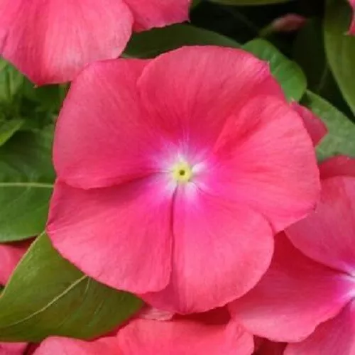 Vinca Seeds Cobra Passion Fruit 25 Seeds Flower Seeds Fresh Garden - $10.50