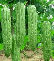 10 Seeds Green Skin Long Bitter Gourd Heirloom Seeds Quick Plant Instant Garden - £6.61 GBP