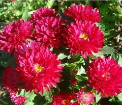 150 Peony Aster Seeds Duchess Scarlet Aster FLOWER SEEDS Paeony - Outdoo... - £42.16 GBP