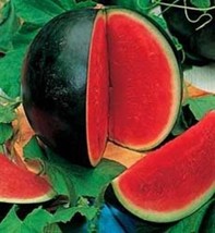 BStore 90 Seeds Sugar Baby Watermelon Citrullus Lanatus Fruit Melon - £7.44 GBP