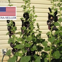 Alcea Rosea Nigra Black Hollyhock 50 Seeds Garden Fast Shipping - £14.07 GBP