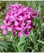 SEPTH Silene Armeria 1000 Seeds Garden Catchfly Flowers None So Pretty - $10.74 CAD