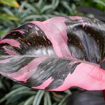 Small Pink Princess Philodendron House Plants New Fast Shipping - $72.40