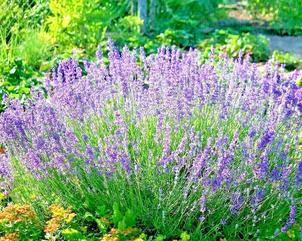 800+ Lavender Vera Seeds Perennial Spring Mosquito Pest Repellent Bees H... - $4.44