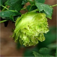 “ 10 PCS Chinese Peony Tree Seeds - Light Green Ball Type Flowers GIM ”