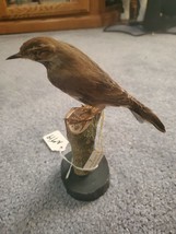 NT19 Bluethroat Thrush Bird Table Pedestal Mount Taxidermy - £101.55 GBP