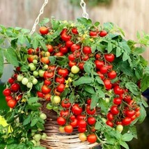 SL 50 Seeds Bajaja Tomato Heirloom Tomatoes Juicy Vegetable Garden - $3.44