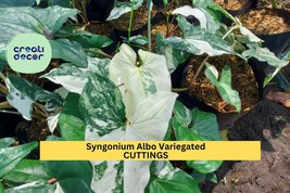Syngonium Albo Variegated Cutting | 1 Unrooted Grower’s Choice Vine | Ar... - $49.99
