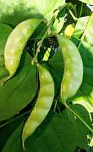 Hyacinth Bean - Akhana Fujimame  Seeds. - £3.16 GBP