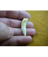 (f510-16) 1-1/8&quot; Enchodus Saber toothed Herring fish tooth Fossil I love... - $21.03 CAD