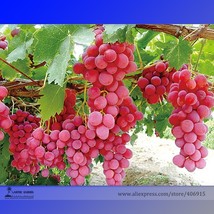 100 pcs Pink Hongti Grape Organic Seeds FRESH SEEDS - £8.37 GBP