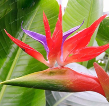 Hot Sell Strelitzia Reginae Flowers Bird of Paradise Easy to Grow Flower... - $6.99