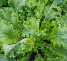 MBK 250 Seeds Southern Giant Curled Mustard Non Gmo Southern Curled - $9.55