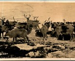 RPPC Reindeer At Golovin Mission Alaska AK 1910 DB Postcard C9 - £12.41 GBP