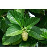 Indian Mulberry Noni Morinda citrifolia 100 Seeds - $321.24 MXN