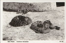 1933 Sao Paolo Brazil Instituto Butantan RPPC Postcard Rattlesnakes - £7.92 GBP