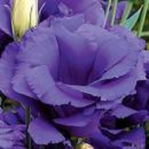 20+ Bleu Echo Lisianthus Semences Florales/ Annual/ Super Coupe Fleur/Cadeau - £12.08 GBP