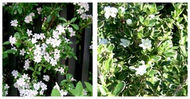 4&quot; Pot - Variegated Japanese Snow Rose Serissa - House Plant or Bonsai - $47.99