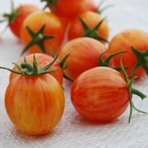 Artisan Sunrise Bumble Bee Cherry Tomato 20 Seeds Grown To Organic Standards USA - £14.89 GBP