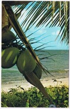 Postcard Coconut &amp; Palm Trees White Sandy Beaches Florida - £2.95 GBP