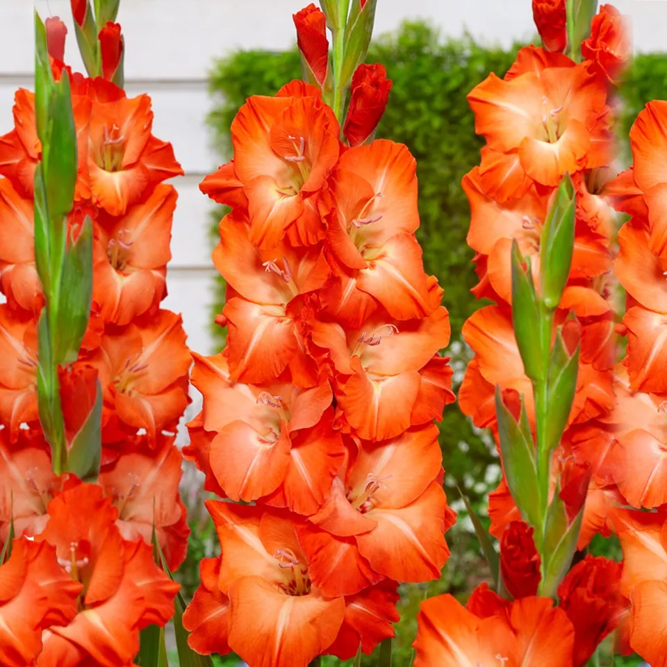 Orange Stormy Gladiolus Flower 30 Bulbs - $33.26