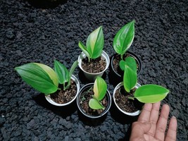 Wholesale 5 Plants Scindapsus Treubi Monlight Variegated Real Picture - £131.89 GBP