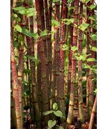Reynoutria japonica, 50 Seeds D - $16.35