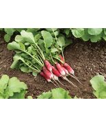 French Breakfast Radish Seeds, NON-GMO, Fast Harvest, Variety Sizes, FRE... - €1,62 EUR+